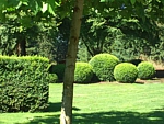 boxwood garden landscape