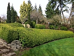 winter gem boxwood hedge garden