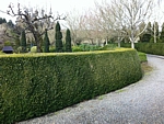 common boxwood hedge