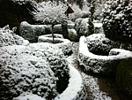 snow covered boxwood hedge