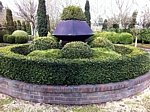 vardar valley boxwood hedge