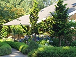 winter gem boxwood hedge, wholesale nursery
