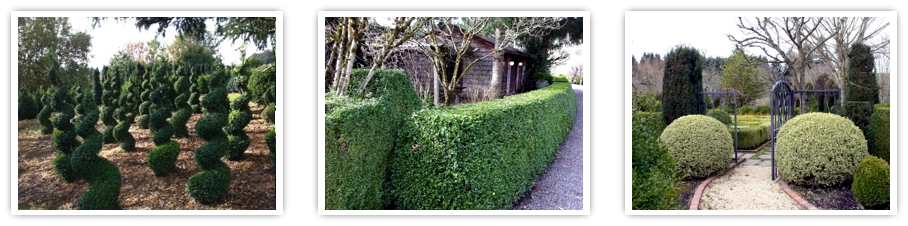 globe topiary, wholesale boxwood, hedges, landscape topiary