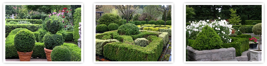 globe boxwood topiary, wholesale boxwood, boxwood hedges, landscape boxwood