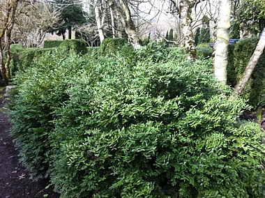 Buxus x. Green Velvet 