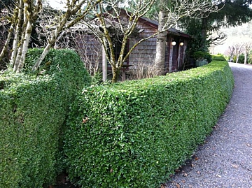 Buxus microphylla Green Beauty