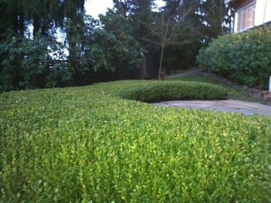 Buxus microphylla Winter Gem