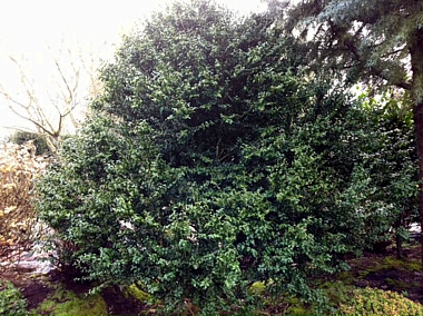 Buxus microphylla ‘National’