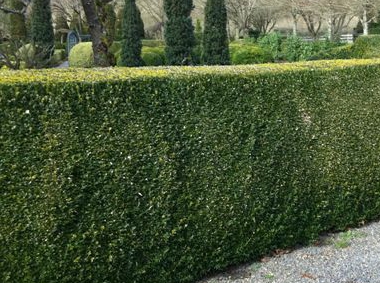 Buxus sempervirens (common boxwood)