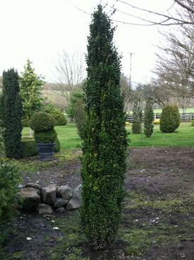 Buxus sempervirens Graham Blandy 