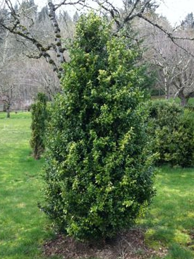 Buxus sempervirens Green Tower