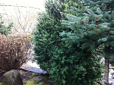 Buxus sempervirens ‘ Handsworthii’