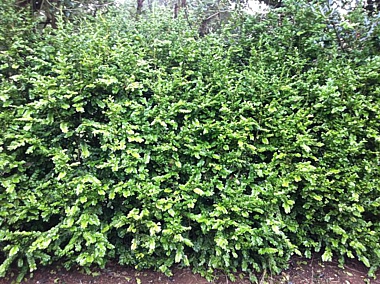 Buxus Sempervirens 'Rotundifolia'