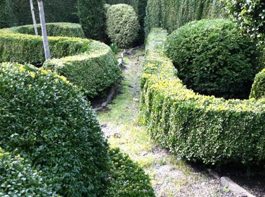 Buxus sempervirens Suffruticosa