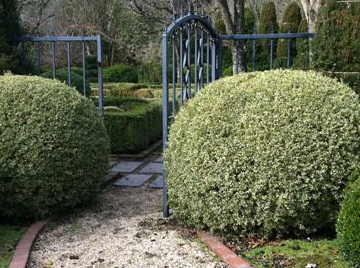 Buxus sempervirens Variegata