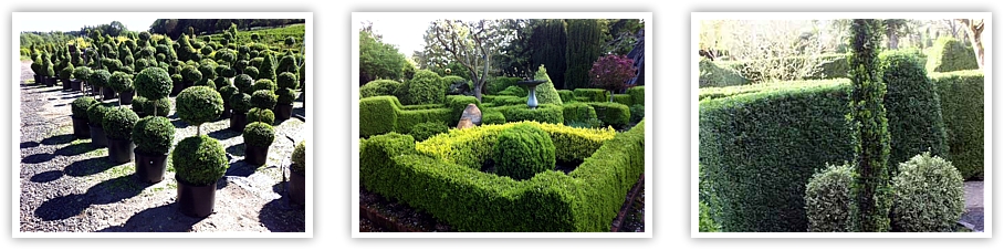 globe topiary, wholesale boxwood, hedges, landscape topiary