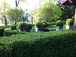 boxwood garden landscape