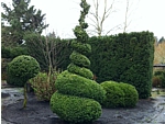 spiral boxwood topiary