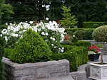 lovely boxwood hedge used in landscape