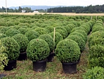 globe topiary nursery